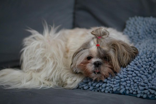 Convaincre sa famille d'adopter un chat : nos conseils