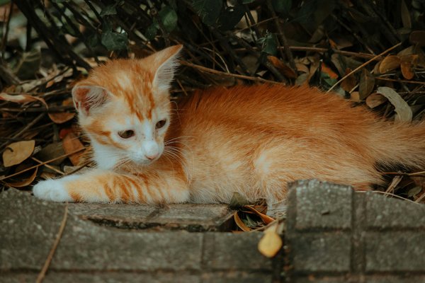 Quels sont les signes d'une socialisation réussie chez un chien de race Dobermann?