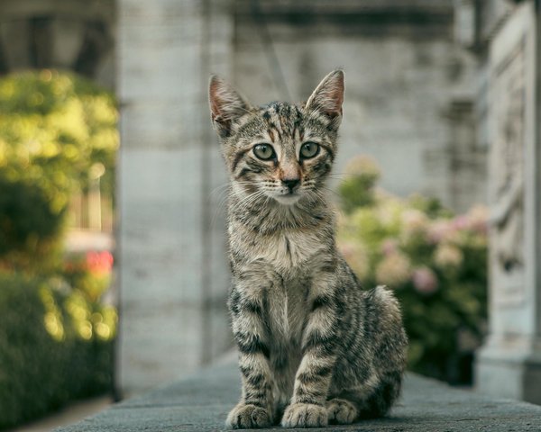Quelle est la précision du système d'écholocation des dauphins?